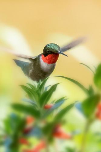 Vol du colibri
